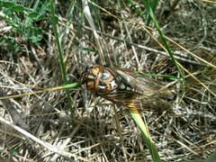 Megatibicen tremulus