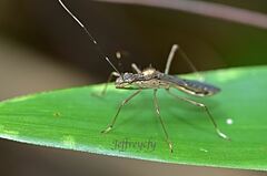 Marcius longirostris