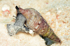 Iotyrris cingulifera