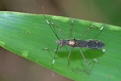 Marcius longirostris