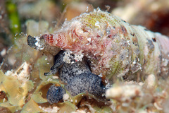 Iotyrris cingulifera