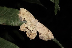 Dysaethria flavistriga