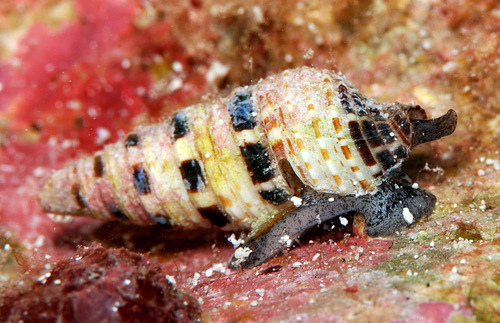 Xenuroturris kingae observed 2010-10-12