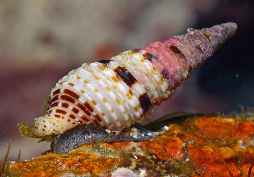 Xenuroturris kingae observed 2016-11-27