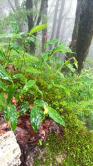 Cautleya