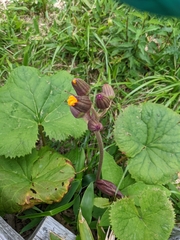Ligularia dentata