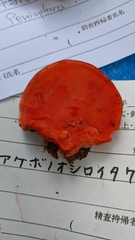 Tyromyces incarnatus