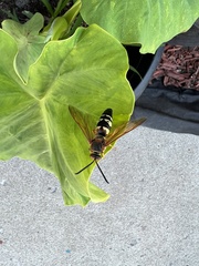 Sphecius speciosus