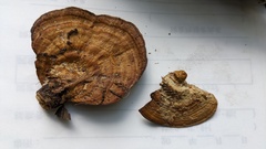 Coriolopsis strumosa