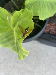Sphecius speciosus