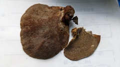 Coriolopsis strumosa