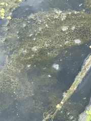 Hydrodictyon reticulatum