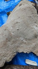 Truncospora tephropora