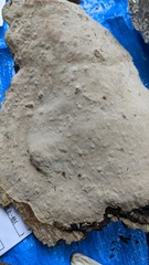 Truncospora tephropora