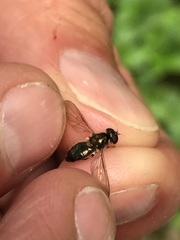 Cheilosia pallipes