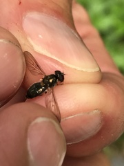 Cheilosia pallipes
