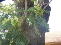 Ailanthus altissima