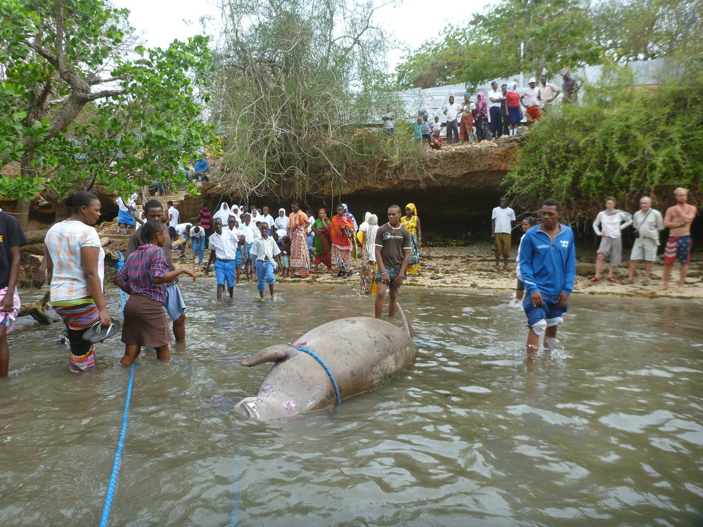 Dugong