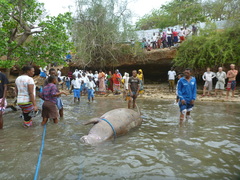 Dugong dugon