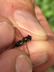 Cheilosia pallipes