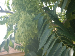 Ailanthus altissima