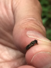 Cheilosia pallipes
