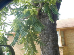Ailanthus altissima