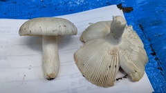 Russula alboareolata
