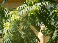 Ailanthus altissima
