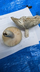 Russula alboareolata