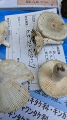 Russula alboareolata