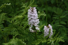 Dactylorhiza maculata ericetorum