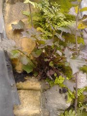 Mycelis muralis