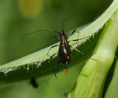 Uroleucon ensifoliae