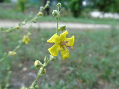 Verbascum