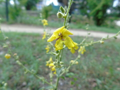 Verbascum