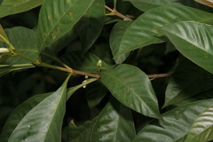 Timonius wallichianus