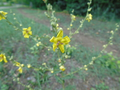 Verbascum