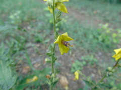 Verbascum