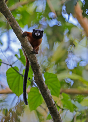 Saguinus tripartitus