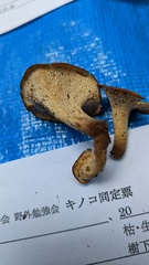 Polyporus guianensis
