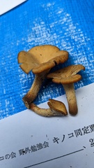 Polyporus guianensis