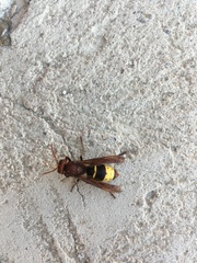 Vespa orientalis