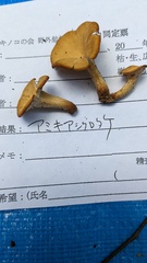 Polyporus guianensis