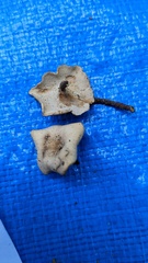 Polyporus leprieurii