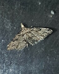 Sufetula hemiophthalma