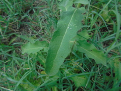 Verbascum