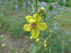 Verbascum