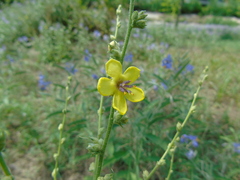 Verbascum