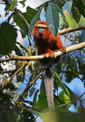 Plecturocebus discolor